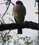 Little Sparrowhawk