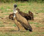 White-backed Vulture 