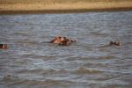 Common Hippotamus