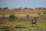 Common Reedbuck