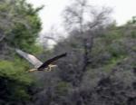 Purple Heron