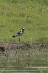 Blacksmith Lapwing 