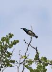 White-bellied Sunbird 
