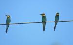 European Bee-eater 