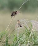 Zitting Cisticola 