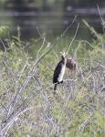 Reed Cormorant 