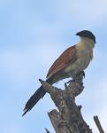 Burchell`s Coucal  