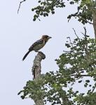 Crested Barbet