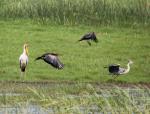 African Darter 