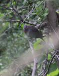 Laughing Dove 