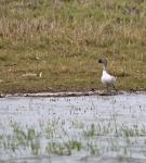 Knob-Billed Duck 