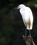 Little Egret 