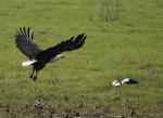 Fish Eagle