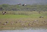 Egyptian goose