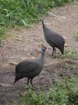 Helmeted  Guinea Fowl