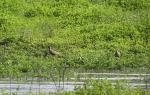 Wattled Lapwing 