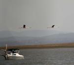 Lesser Flamingo