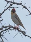 Red-billed Quelea  