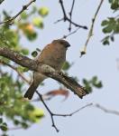 Southern Grey-headed Sparrow 