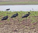 Open-billed Stork 