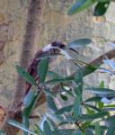 Scarlet-chested Sunbird Female
