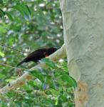 Scarlet-chested Sunbird 