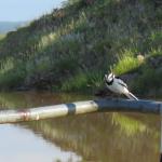 African Wagtail