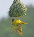 Village Weaver