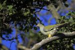 African Green Pigeon