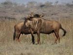 Blue Wildebeest 