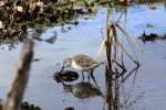 Curlew Sandpiper
