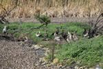 Egyptian Goose