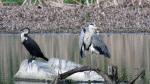 Grey Heron