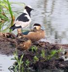 Blacksmith Lapwing