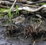 Kittlitz`s Plover