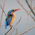 Malachite Kingfisher