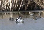 Pied Avocet