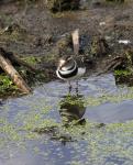 Three-banded Plover