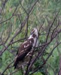 Fish Eagle (Juvenile)