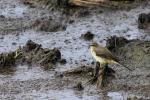 Western Yellow Wagtail