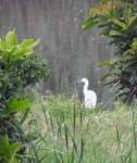Little Egret