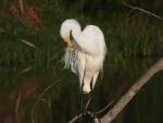 Great Egret