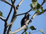 White-eared Barbett