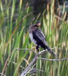 Reed Cormorant