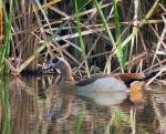 Egyptian Goose