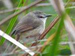 Tawny-flanked Prinia