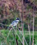 Pied Kingfisher