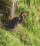 Purple Heron