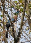 Purple Crested Turaco