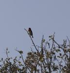 Black Collared Barbet